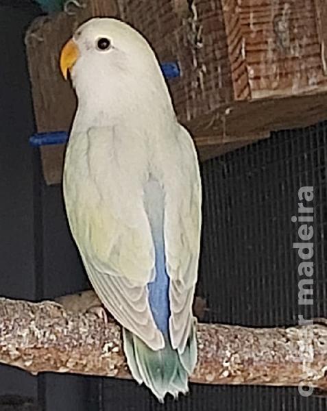 Agapornis Roseicollis Roseicollis