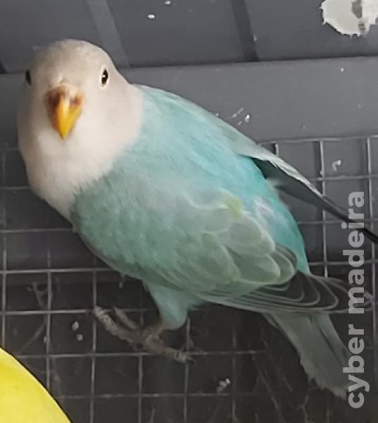 Agapornis Roseicollis Roseicollis