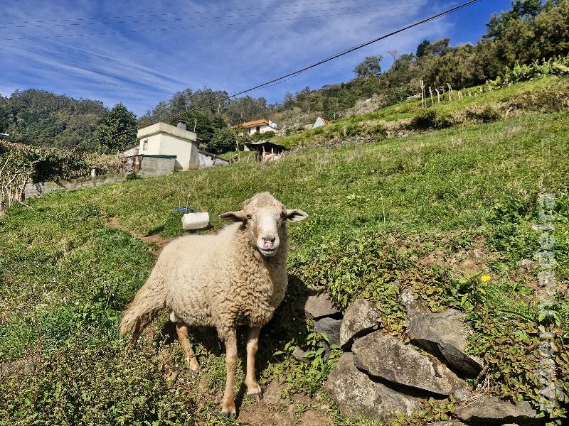 Vendo Ovelhas e macho criação