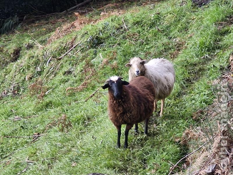 Vendo Ovelhas e macho criação
