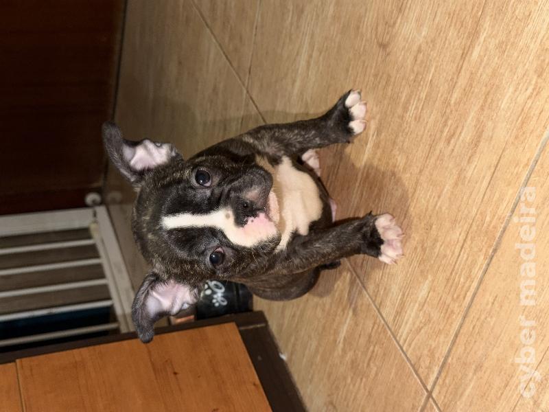 Meninas e meninos Bulldog francês