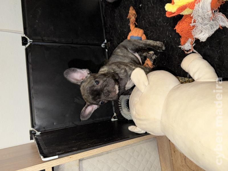 Meninas e meninos Bulldog francês