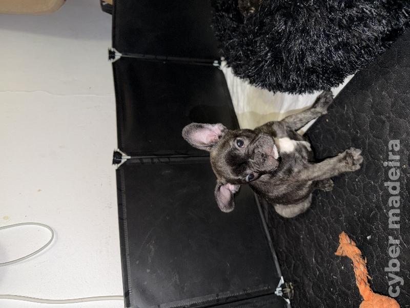 Meninas e meninos Bulldog francês