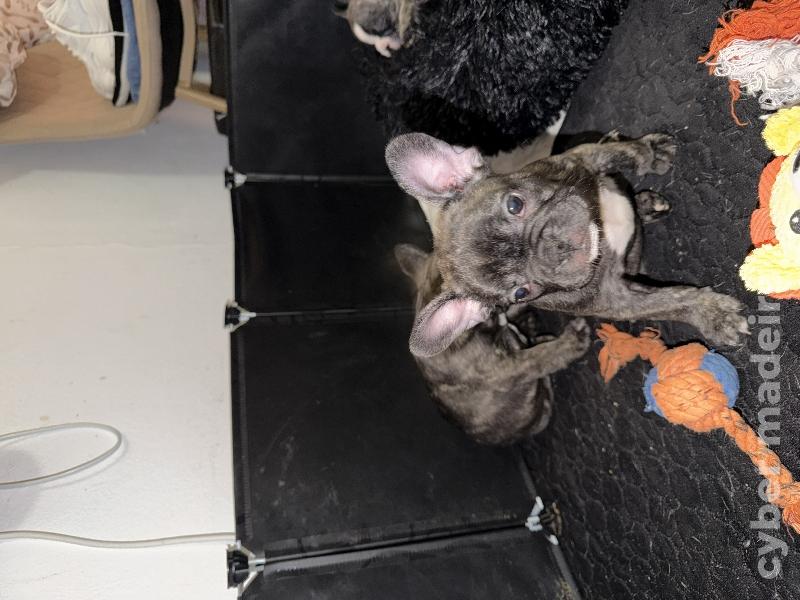 Meninas e meninos Bulldog francês