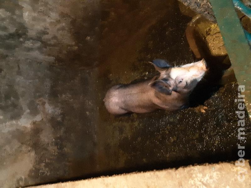 Porcos landrace grandes e pequenos