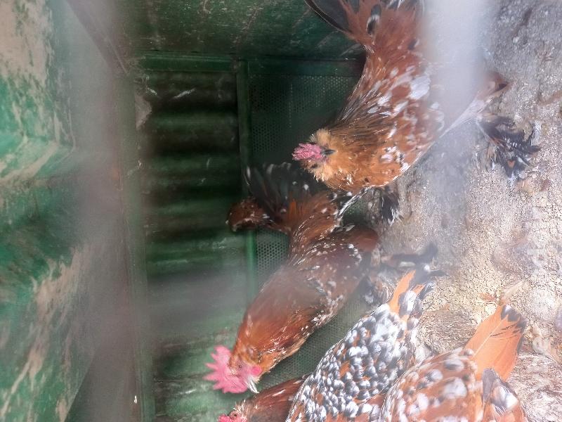 Palheiros mil flores