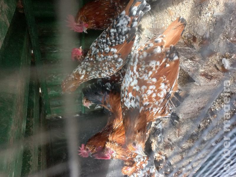 Palheiros mil flores