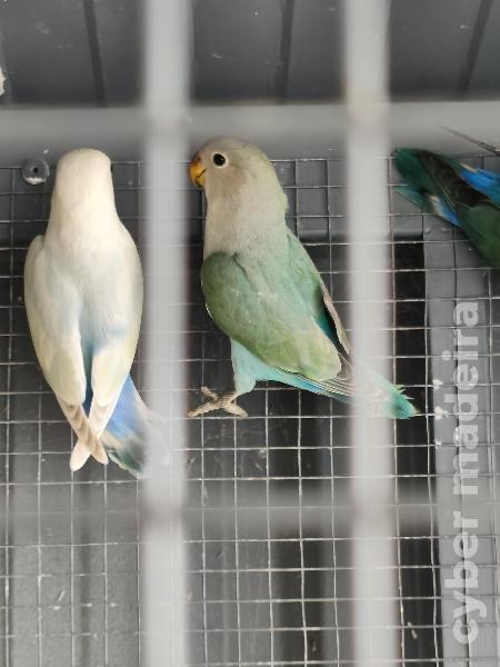 Agapornis Roseicollis Roseicollis