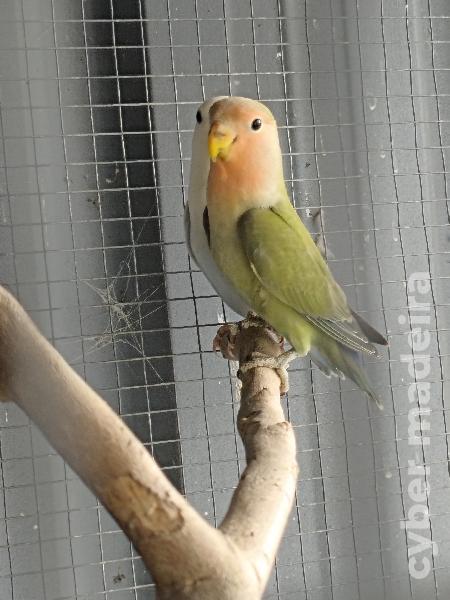 Agapornis Roseicollis