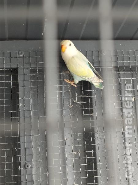 Agapornis Roseicollis