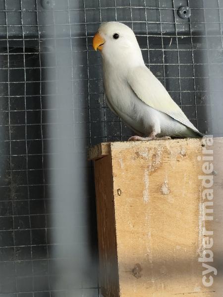 Agapornis Roseicollis