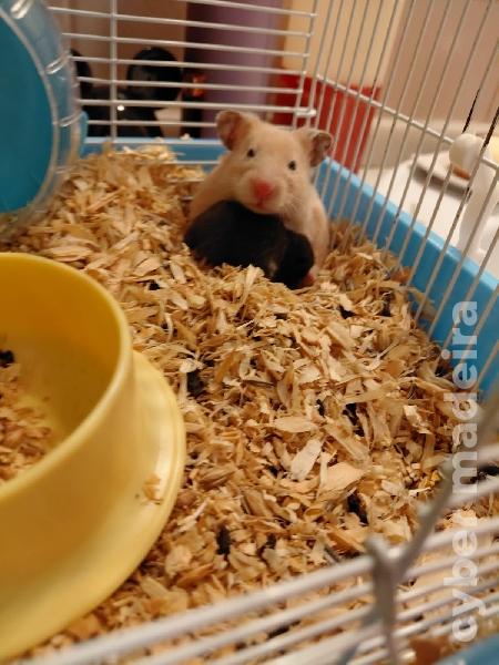 Vendo Hamsters sirios