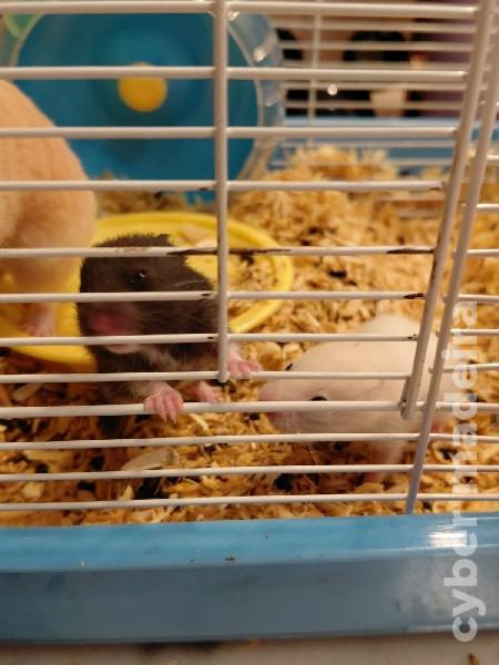 Vendo Hamsters sirios