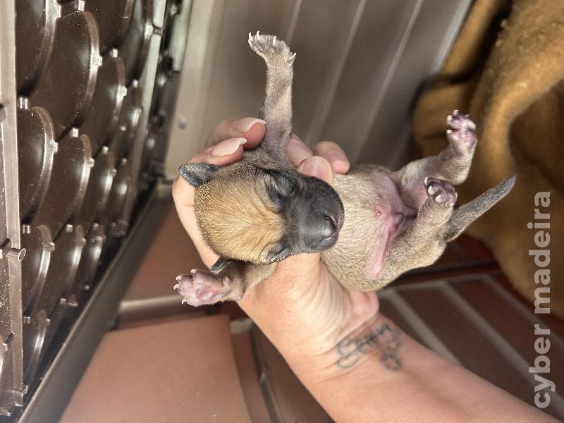 Pincher cavalinho Pincher