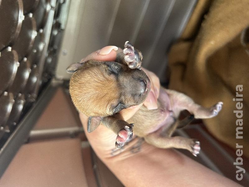 Pincher cavalinho Pincher