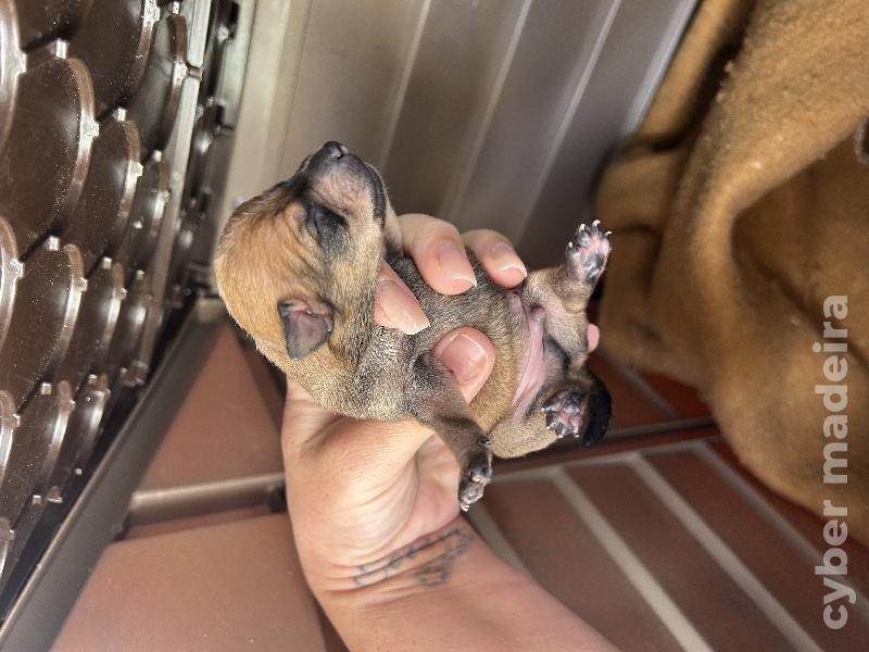 Pincher cavalinho Pincher