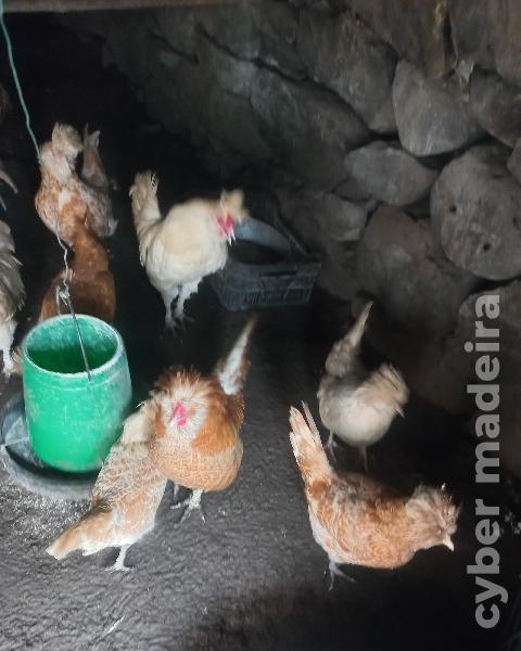 Vários palheiros páduanos