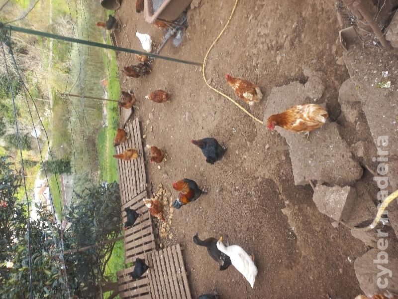 Galinhas galos patos