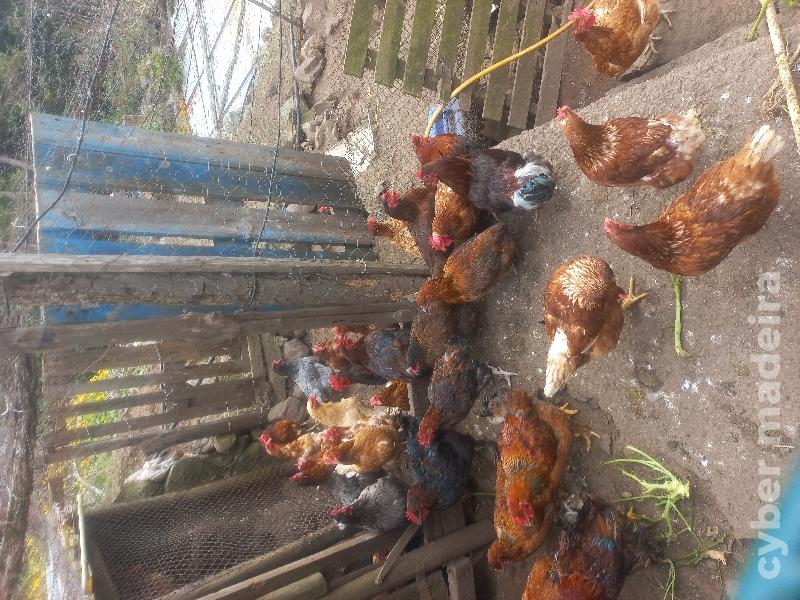 Galinhas galos patos