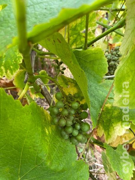 Moradia T2 para Venda