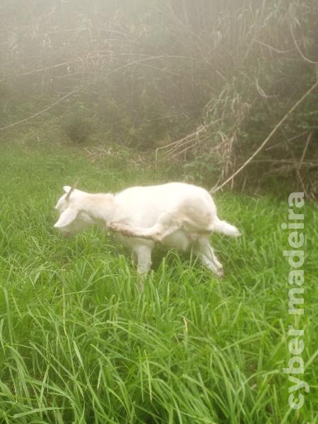 Cabra para cedência