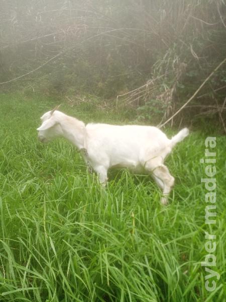 Cabra para cedência