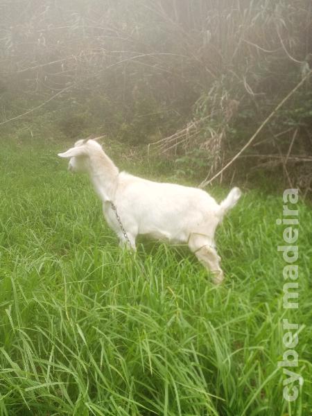 Cabra para cedência