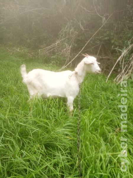 Cabra para cedência