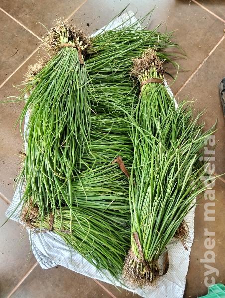 CEBOLINHO para VENDA