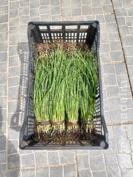 CEBOLINHO para VENDA