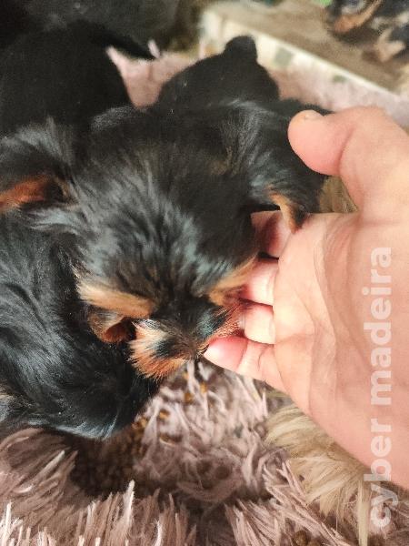 Yorkshire Terrier Yorkshire