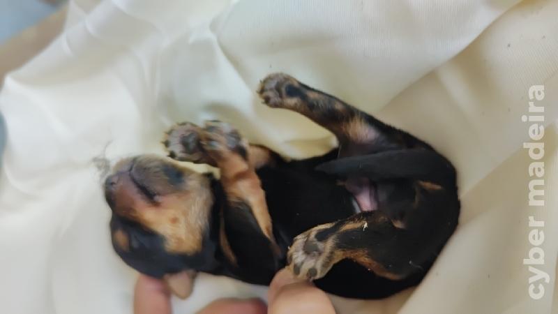 Yorkshire Terrier Yorkshire