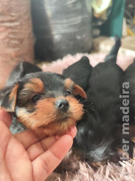 Yorkshire Terrier Yorkshire