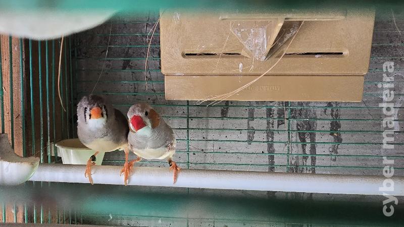 Casal de mandarins 2025 Mandarim