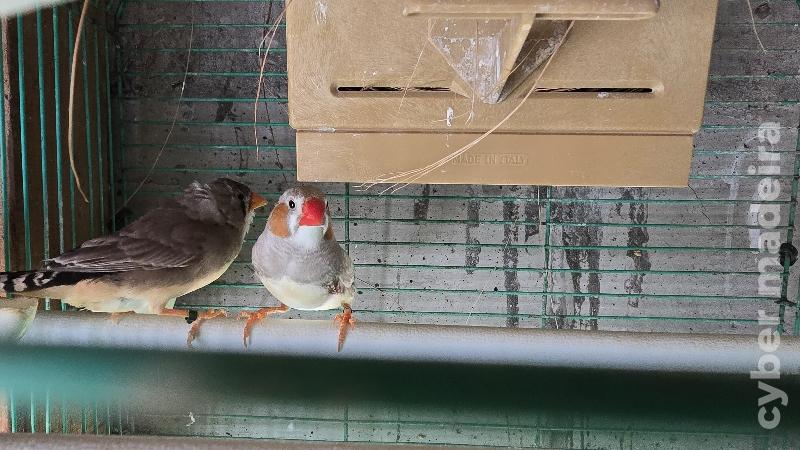 Casal de mandarins 2025 Mandarim