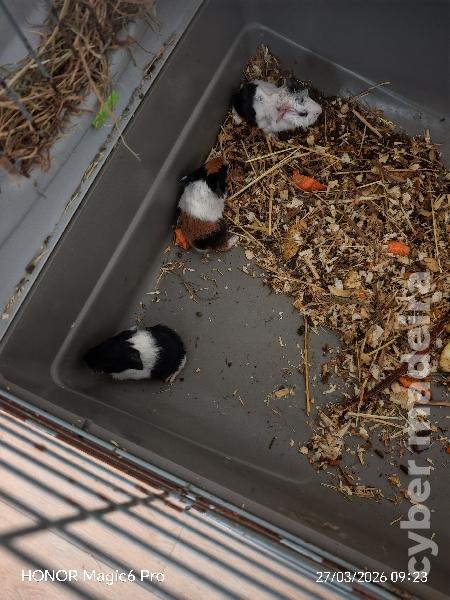 Porquinhos da Índia