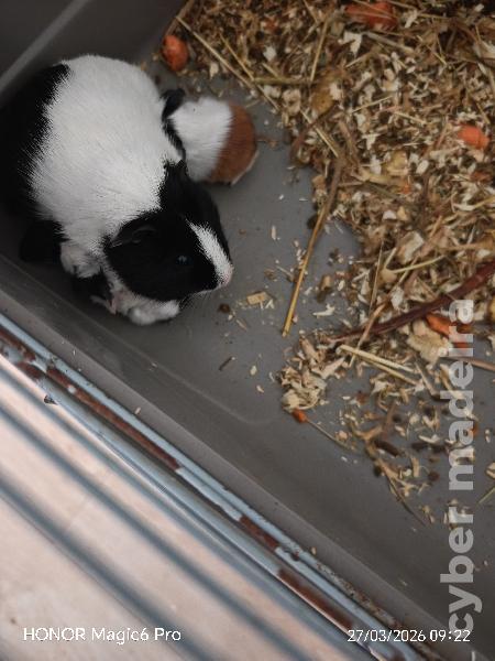 Porquinhos da Índia