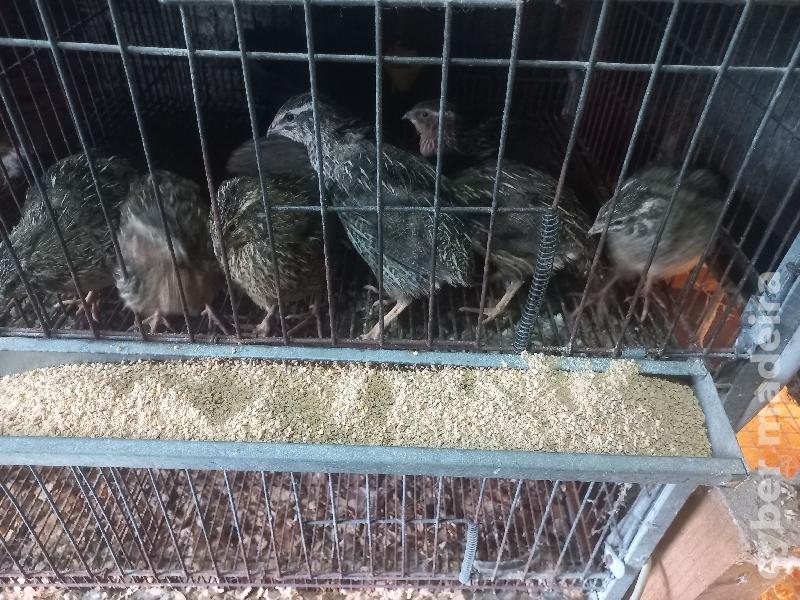 Codornizes vários tamanhos