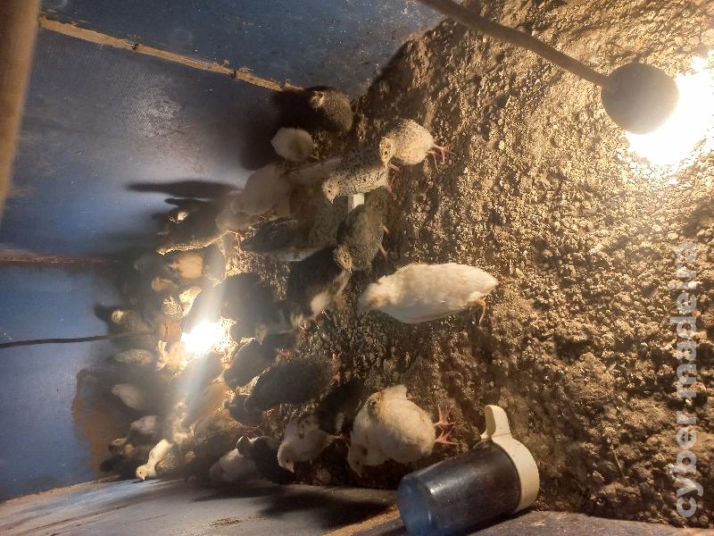 Codornizes vários tamanhos