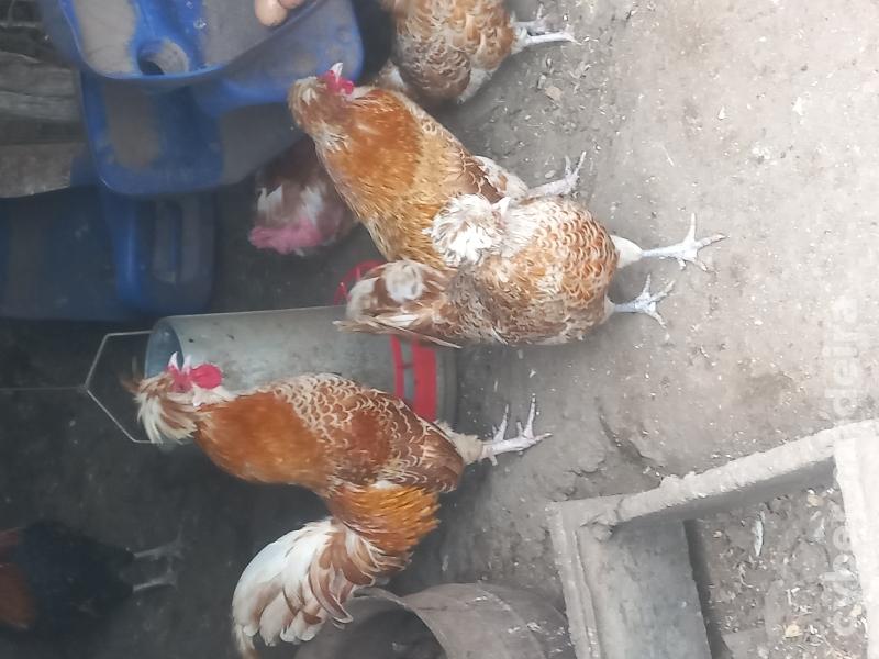 Palheiros de várias raças