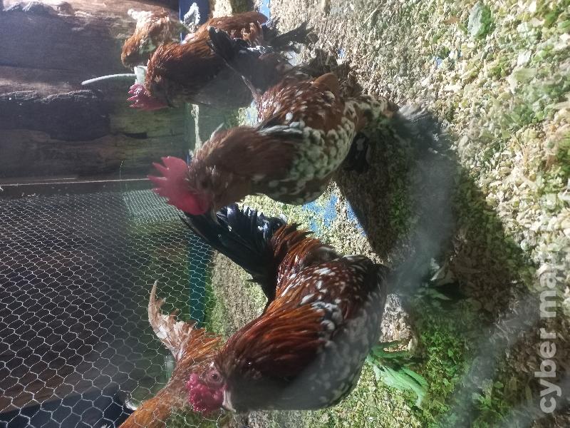 Palheiros de várias raças