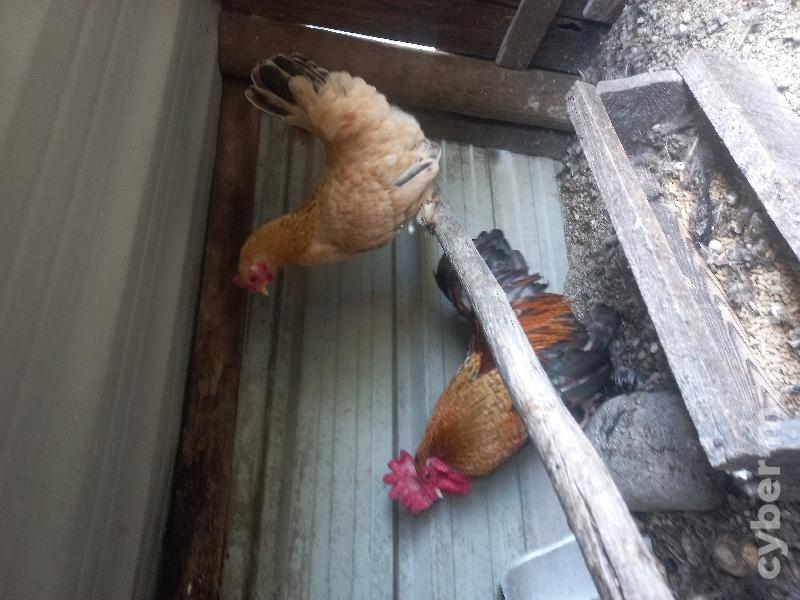 Palheiros de várias raças