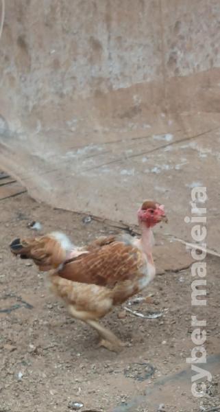 Galinhas de raça e arraçadas
