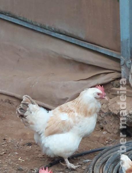 Galinhas de raça e arraçadas