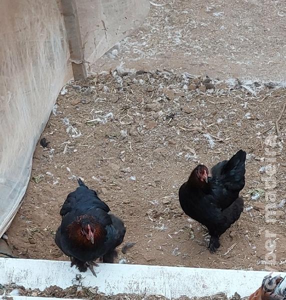 Galinhas de raça e arraçadas