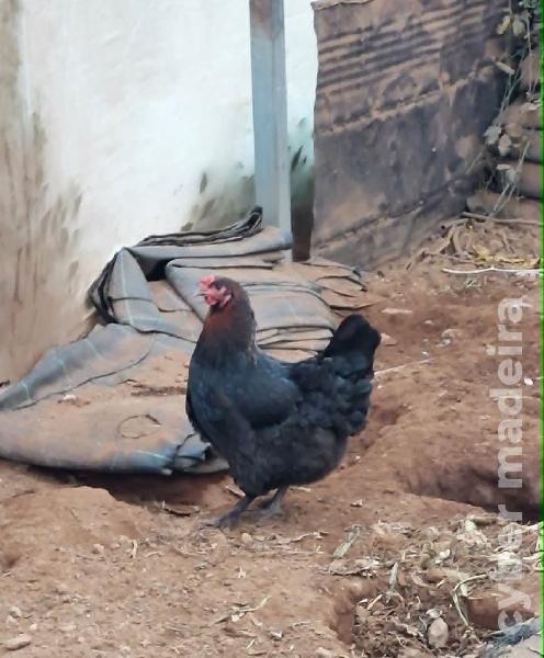 Galinhas de raça e arraçadas