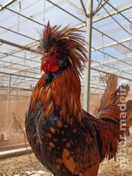 Palheiros (machos e fêmeas)