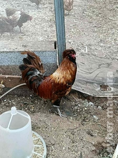 Palheiros (machos e fêmeas)