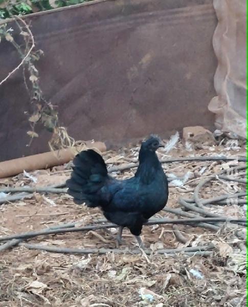 Palheiros (machos e fêmeas)