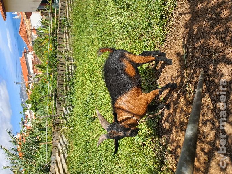 Vendo cabrito